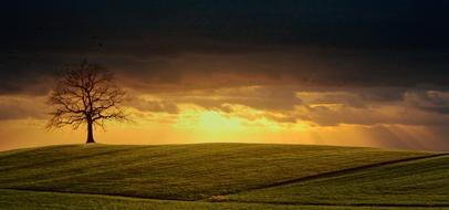 lonely bare Tree on Hill at scenic stormy sunset