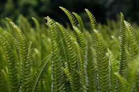 green fern leaves in the garden