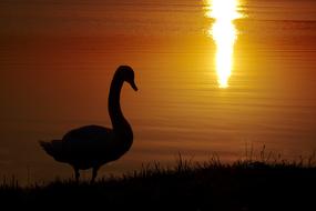 silhouette of a swan on the lake at dusk