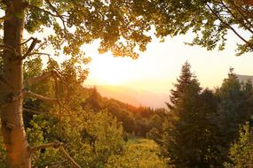 green dense forest on a background of foggy mountains