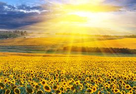 wonderful Sunset sunflowers