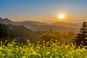 blooming Rape field in scenic countryside at Sunset