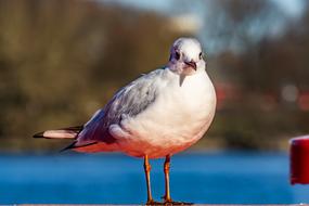 white sea gull on a blurred background