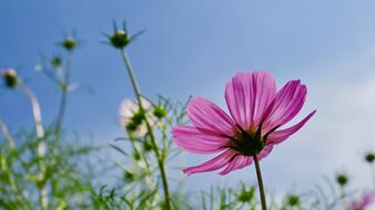 Pink Cosmos Flower at blue sky, bottom view