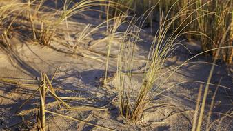 wild beach herbs