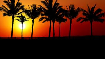 palm trees on a background of orange sunset and white sun