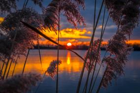 dry cane at Sunrise