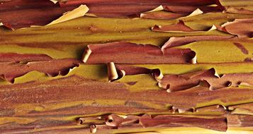 strawberry tree bark close up