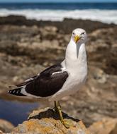 Seagull on Coast nature