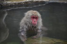 Japanese macaque in hot spring