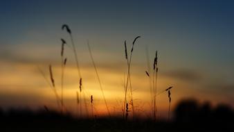 Close-up of the grass on the field, at beautiful and colorful sunset