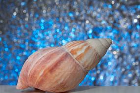 pink Sea shell at blue bokeh background