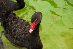 black swans in a green pond