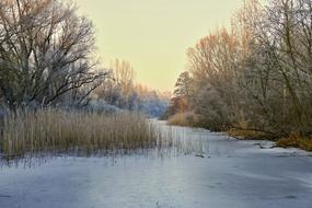 frosted trees around frozen pond, winter landscape
