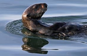 Sea Otter Swimming