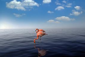 colorful flamingos in water as photo art