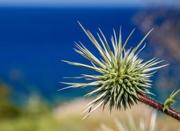 green Thistle Plant Nature