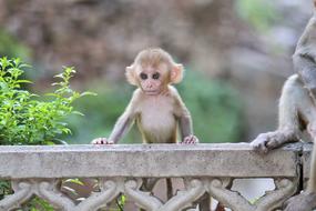 cute little monkey in India