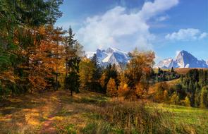 beautiful Autumn forest