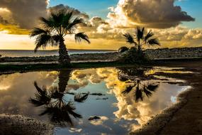 incredible Palm Trees