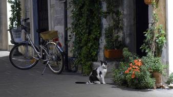 Italy Cat