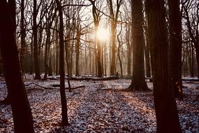 snow on the forest cover