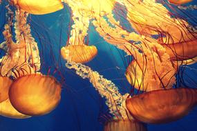 painted orange jellyfish in blue water