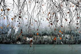 yellow leaves on birch branches on the lake