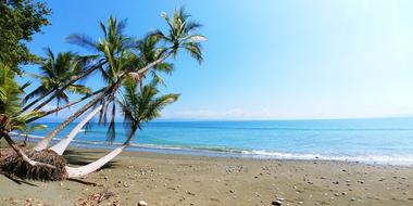 coconut trees on the beach in costa rica