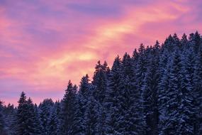 photo of winter spruce forest against pink sky