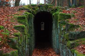 Wood Path in forest