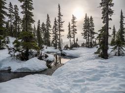spruce forest in winter British Columbia, Canada