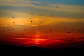 flying birds at the crimson sunset