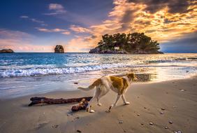 wonderful Dog Sea
