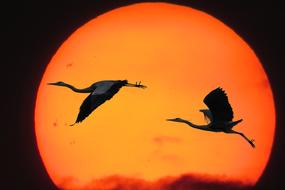 Silhouettes of the flying herons, at background with the beautiful, orange and red sunset, at black background