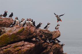 a flock of puffins on a cliff by the sea