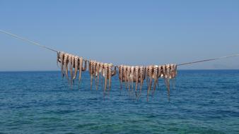 octopus drying