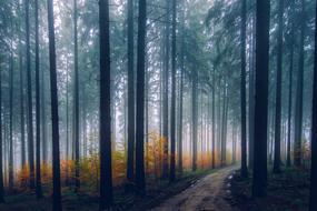 photo of a road in a foggy forest