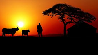 silhouette of a shepherd with cows