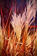 dry spikes of Grass at twilight
