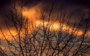 Silhouettes of the tree branches, and colorful and beautiful afterglow in the evening sky, with the clouds