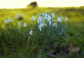 Snowdrop Spring Signs beautiful