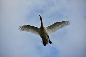 wonderful Bird Wild