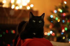 black Christmas Cat