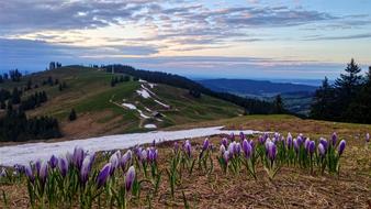 purple crocuses in the Alps, Switzerland