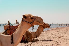 enchanting Camel on the sandy beach