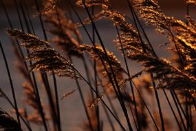 Evening Sun Reed