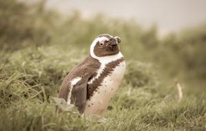 Penguin in grass