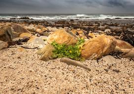 green seaweed on the beach