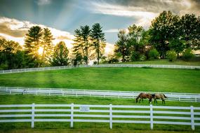 beautiful Horses Grazing Pasture